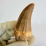 Mosasaur Hoffmanni Tooth Dinosaur Fossil Authentic Specimen | FossilPaleo - Image 8