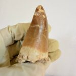 Mosasaur Hoffmanni Tooth Dinosaur Fossil Authentic Specimen | FossilPaleo - Image 7