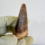 Authentic Dinosaur Tooth Mosasaur Fossil Cretaceous Marine Reptile | FossilPaleo - Image 6