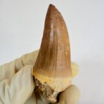 Authentic Dinosaur Tooth Mosasaur Fossil Cretaceous  | FossilPaleo - Image 7