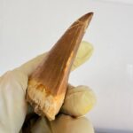 Rare Mosasaur Tooth Species Specific Hoffmanni Fossil  | FossilPaleo - Image 7