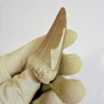 Rare Mosasaur Tooth Species Specific Beaugei Fossil | FossilPaleo - Image 5