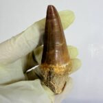 Rare Mosasaur Tooth Species Specific Tylosaurus Fossil | FossilPaleo - Image 6