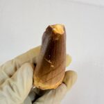 Rare Mosasaur Tooth Species Specific Beaugei Fossil | FossilPaleo - Image 10