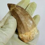 Rare Mosasaur Tooth Species Specific Tylosaurus Fossil | FossilPaleo - Image 5
