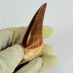 Rare Mosasaur Tooth Species Specific Tylosaurus Fossil | FossilPaleo - Image 6
