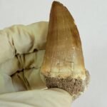 Mosasaur Tooth Large Fossil Display Collectors Item | FossilPaleo - Image 6