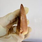 Mosasaur Tooth Dinosaur Fossil Authentic Cretaceous Specimen | FossilPaleo - Image 5