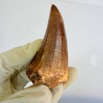 Mosasaur Tooth Dinosaur Fossil Authentic Cretaceous Specimen | FossilPaleo - Image 9