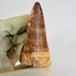 Mosasaur Tooth Dinosaur Fossil Authentic Cretaceous Specimen | FossilPaleo - Image 5