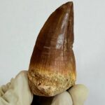 Rare Mosasaur Tooth Species Specific Tylosaurus Fossil | FossilPaleo - Image 7