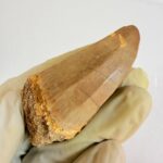 Mosasaur Hoffmanni Tooth Dinosaur Fossil Authentic Specimen | FossilPaleo - Image 9