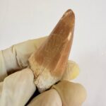 Mosasaur Hoffmanni Tooth Dinosaur Fossil Authentic Specimen | FossilPaleo - Image 8