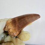 Authentic Dinosaur Tooth Mosasaur Fossil Cretaceous Marine Reptile | FossilPaleo - Image 7