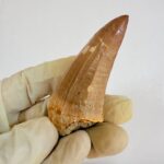 Authentic Dinosaur Tooth Mosasaur Fossil Cretaceous  | FossilPaleo - Image 8