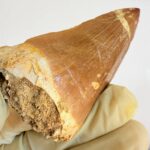 Rare Mosasaur Tooth Species Specific Hoffmanni Fossil  | FossilPaleo - Image 8