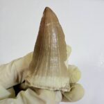 Rare Mosasaur Tooth Species Specific Beaugei Fossil | FossilPaleo - Image 6