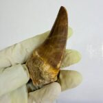 Rare Mosasaur Tooth Species Specific Tylosaurus Fossil | FossilPaleo - Image 7