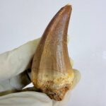 Rare Mosasaur Tooth Species Specific Beaugei Fossil | FossilPaleo - Image 9