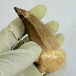 Rare Mosasaur Tooth Species Specific Tylosaurus Fossil | FossilPaleo - Image 6