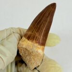 Rare Mosasaur Tooth Species Specific Tylosaurus Fossil | FossilPaleo - Image 7