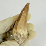 Mosasaur Tooth Large Fossil Display Collectors Item | FossilPaleo - Image 7