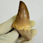 Giant Mosasaur Tooth Large Fossil Display Collectors Item | FossilPaleo - Image 2