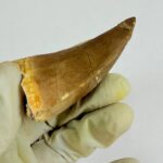 Mosasaur Tooth Real Fossil Authentic Dinosaur Tooth Gift | FossilPaleo - Image 7