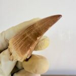 Mosasaur Tooth Dinosaur Fossil Authentic Cretaceous Specimen | FossilPaleo - Image 6