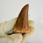 Mosasaur Tooth Dinosaur Fossil Authentic Cretaceous Specimen | FossilPaleo - Image 8