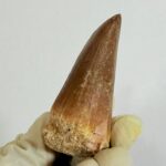 Rare Mosasaur Tooth Species Specific Tylosaurus Fossil | FossilPaleo - Image 8