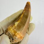 Mosasaur Hoffmanni Tooth Dinosaur Fossil Authentic Specimen | FossilPaleo - Image 10