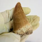 Mosasaur Hoffmanni Tooth Dinosaur Fossil Authentic Specimen | FossilPaleo - Image 9