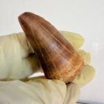 Authentic Dinosaur Tooth Mosasaur Fossil Cretaceous Marine Reptile | FossilPaleo - Image 8