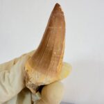 Authentic Dinosaur Tooth Mosasaur Fossil Cretaceous  | FossilPaleo - Image 9