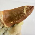 Rare Mosasaur Tooth Species Specific Hoffmanni Fossil  | FossilPaleo - Image 9