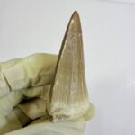 Rare Mosasaur Tooth Species Specific Beaugei Fossil | FossilPaleo - Image 7