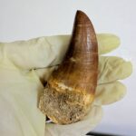 Rare Mosasaur Tooth Species Specific Tylosaurus Fossil | FossilPaleo - Image 8
