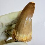 Rare Mosasaur Tooth Species Specific Beaugei Fossil | FossilPaleo - Image 8