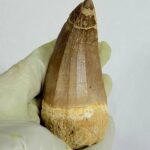 Rare Mosasaur Tooth Species Specific Tylosaurus Fossil | FossilPaleo - Image 7