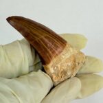 Rare Mosasaur Tooth Species Specific Tylosaurus Fossil | FossilPaleo - Image 8