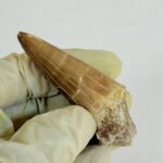 Mosasaur Tooth Large Fossil Display Collectors Item | FossilPaleo - Image 8
