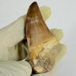 Giant Mosasaur Tooth Large Fossil Display Collectors Item | FossilPaleo - Image 9