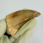 Mosasaur Tooth Real Fossil Authentic Dinosaur Tooth Gift | FossilPaleo - Image 8