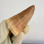 Mosasaur Tooth Dinosaur Fossil Authentic Cretaceous Specimen | FossilPaleo - Image 7