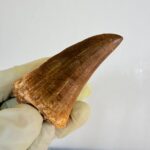 Mosasaur Tooth Dinosaur Fossil Authentic Cretaceous Specimen | FossilPaleo - Image 7