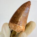 Mosasaur Tooth Dinosaur Fossil Authentic Cretaceous Specimen | FossilPaleo - Image 7