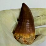 Rare Mosasaur Tooth Species Specific Tylosaurus Fossil | FossilPaleo - Image 9