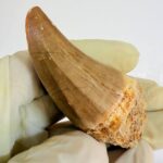 Mosasaur Hoffmanni Tooth Dinosaur Fossil Authentic Specimen | FossilPaleo - Image 4