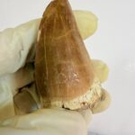 Mosasaur Hoffmanni Tooth Dinosaur Fossil Authentic Specimen | FossilPaleo - Image 10